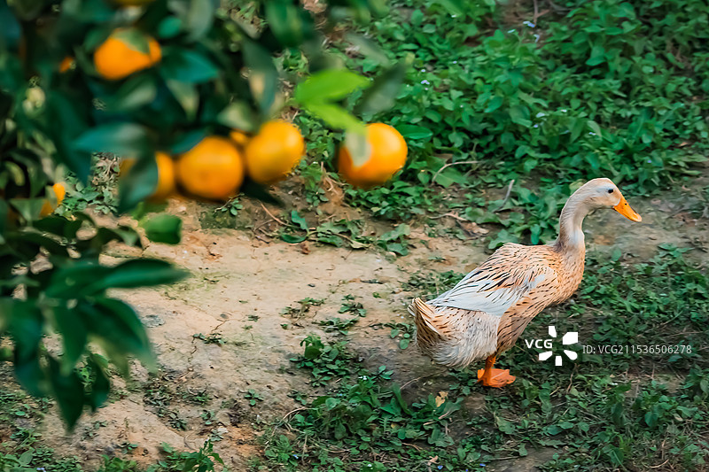 果园里的家禽们图片素材