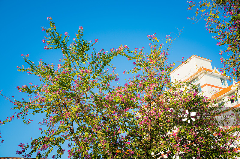 蓝天下的红花羊蹄甲花树图片素材