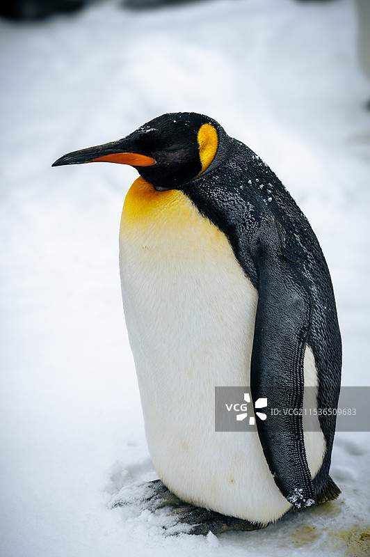 在睡觉的企鹅图片素材