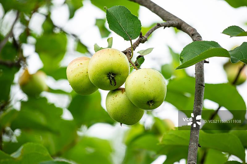 八棱海棠，其果实酸甜可口，含有多种对人体有益的成分，如蛋白质、脂肪、碳水化合物等。图片素材