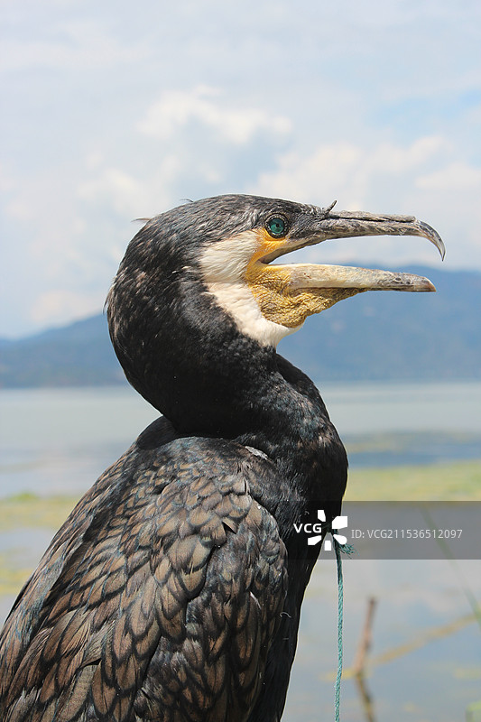 云南洱海边的鱼鹰图片素材