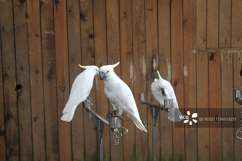 葵花凤头鹦鹉图片素材