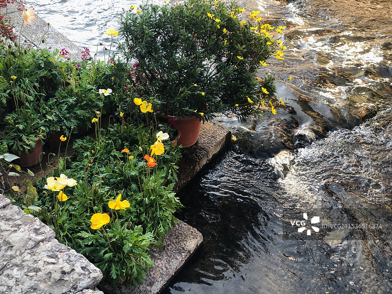 波光粼粼的小溪流水和花草图片素材