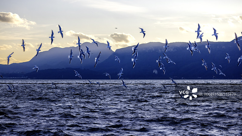滇池的红嘴鸥图片素材