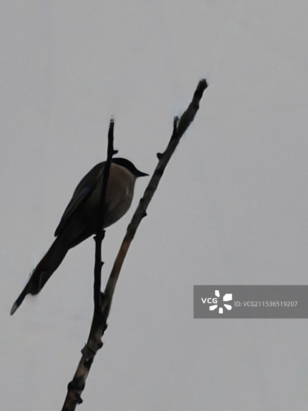 独立寒冬图片素材
