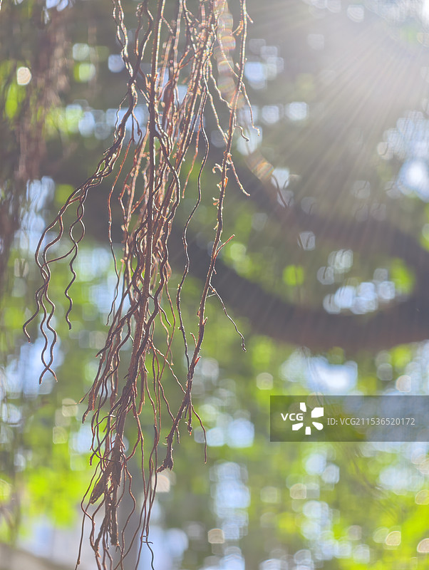 榕树的气生根图片素材