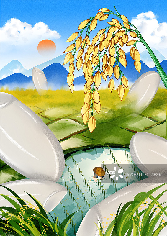 稻谷杂粮生长过程插画图片素材