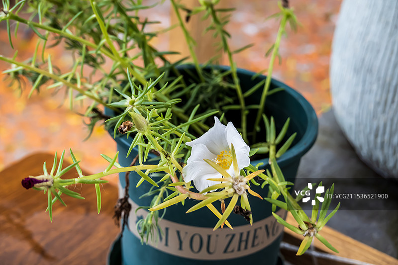 大花巴齿苋图片素材