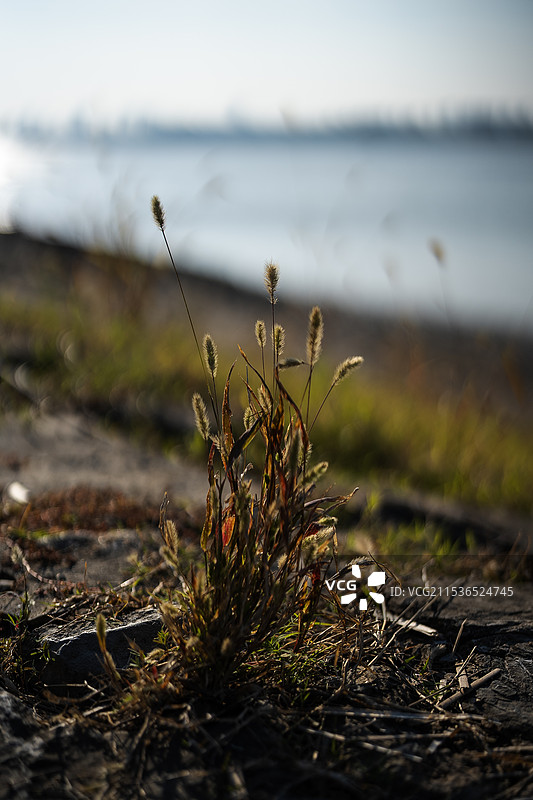 河堤小草图片素材