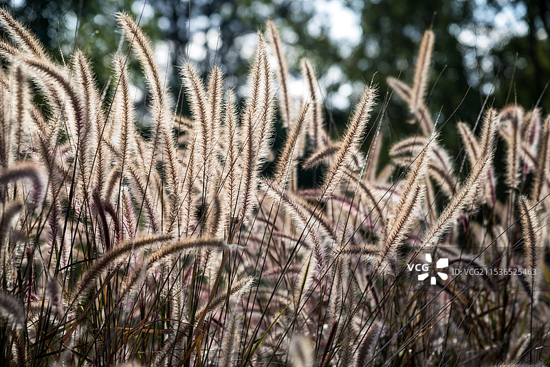 逆光下的狗尾巴草图片素材