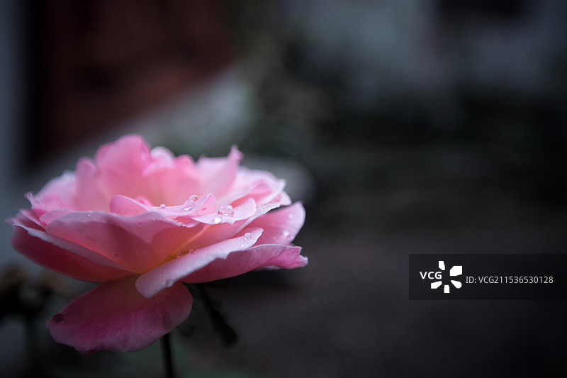 盛开的玫瑰花图片素材