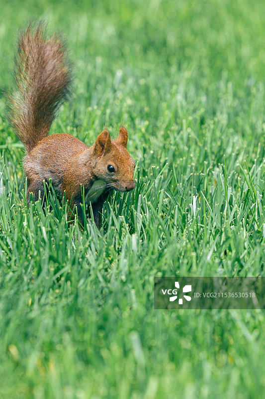 青青草地上奔跑的小松鼠图片素材
