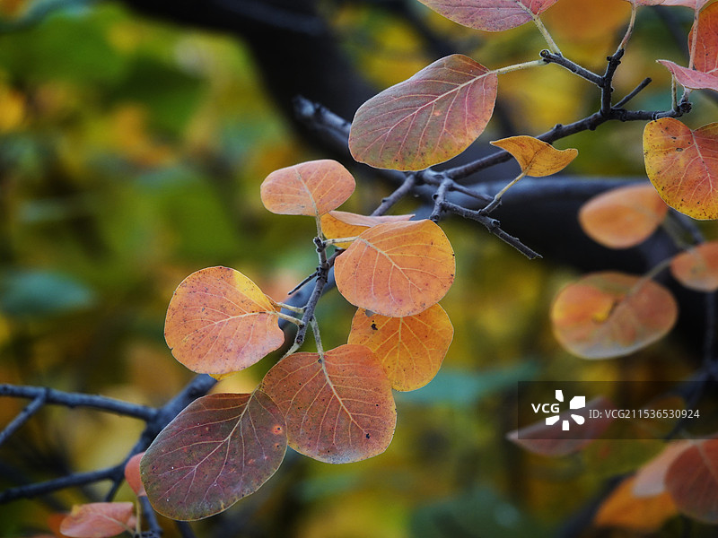 秋日的色彩｜黄栌图片素材