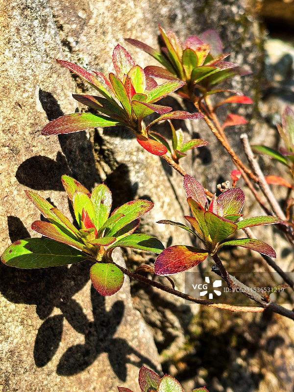 杭州天目山植物特写-杜鹃图片素材