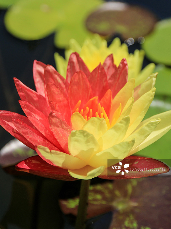 双色莲花图片素材