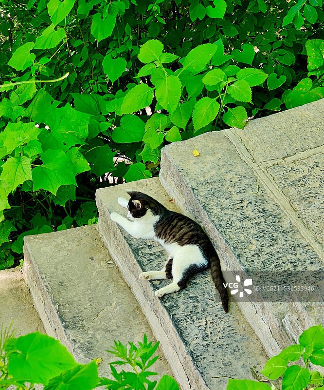 西安终南山南五台景区慵懒的猫咪图片素材