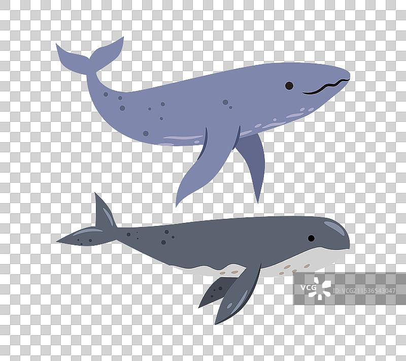 海洋巨兽：水下的大型鲸鱼动物图片素材