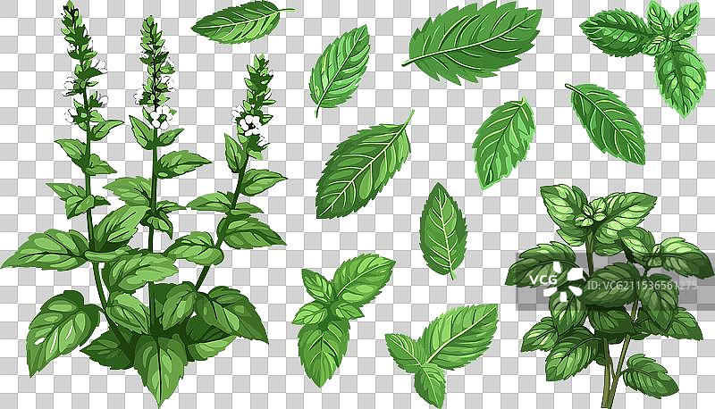 薄荷叶子组合，绿色枝条盛开的薄荷植物图片素材