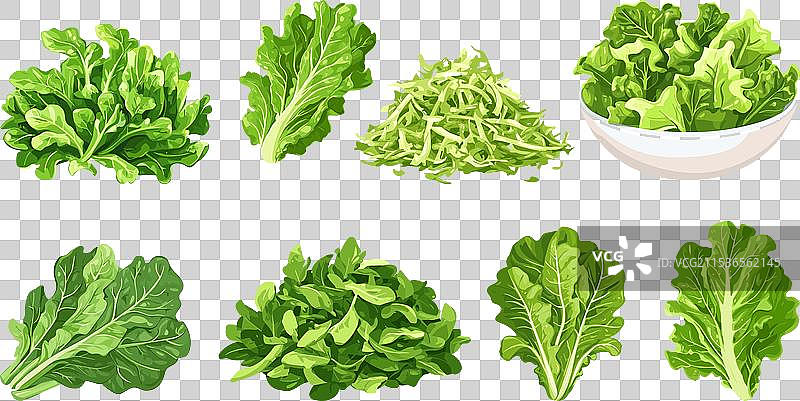生菜叶子沙拉组合，绿色沙拉生菜堆，切碎的生菜图片素材