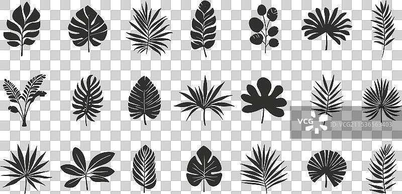 热带棕榈叶剪影图标集 异域风情图片素材