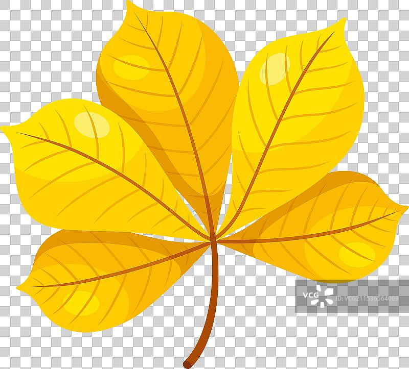 栗子 秋天 黄色叶子 季节性 自然图片素材