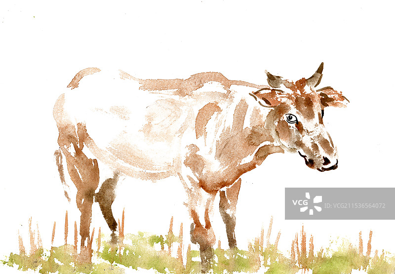 田地里的黄牛图片素材