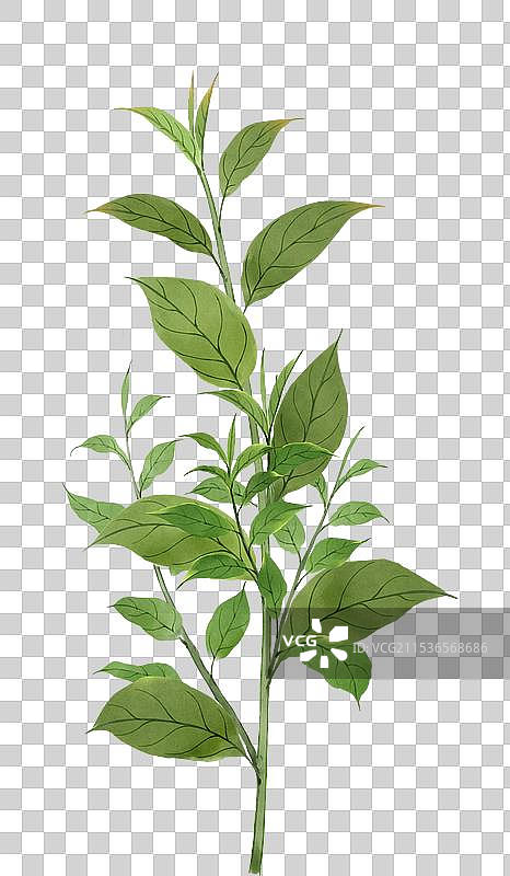 植物素材茶叶图片素材