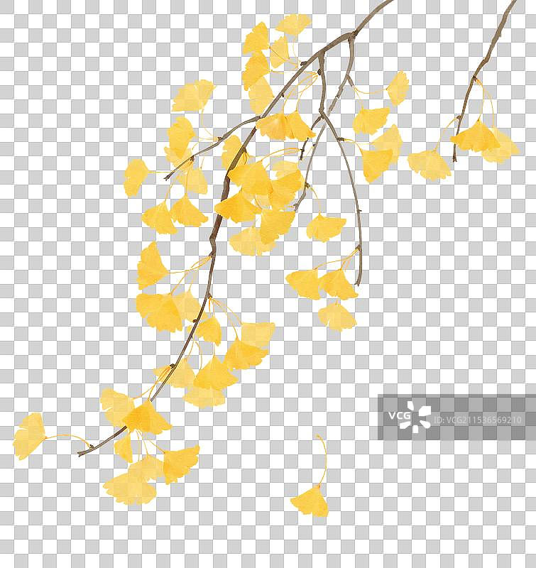 植物素材银杏图片素材