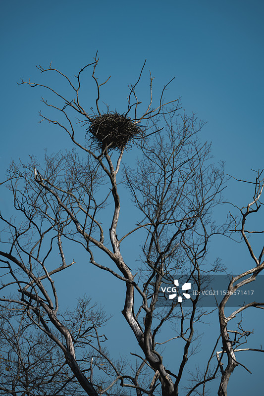 树枝上的鸟巢图片素材