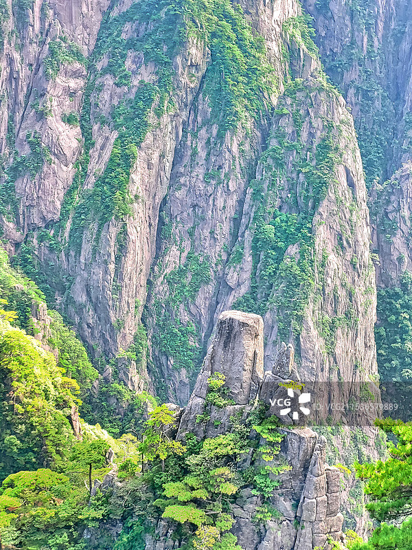 安徽黄山西海大峡谷内的黄山松与峡谷山石图片素材