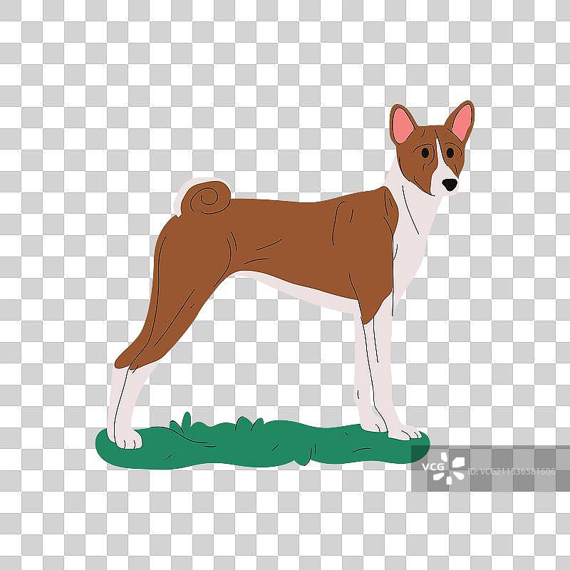 巴森吉犬猎犬图片素材