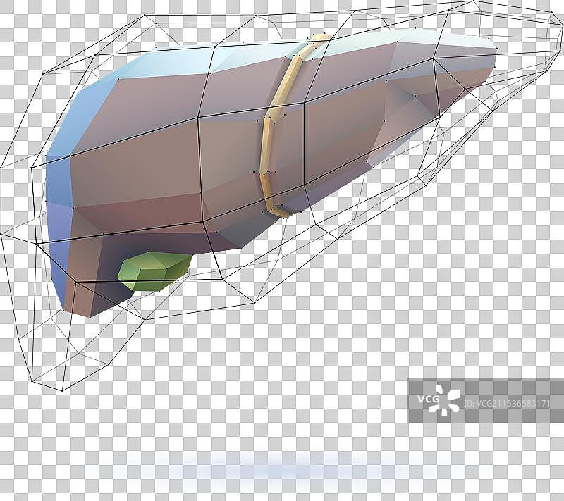 几何线条呈现的3D肝脏模型图片素材