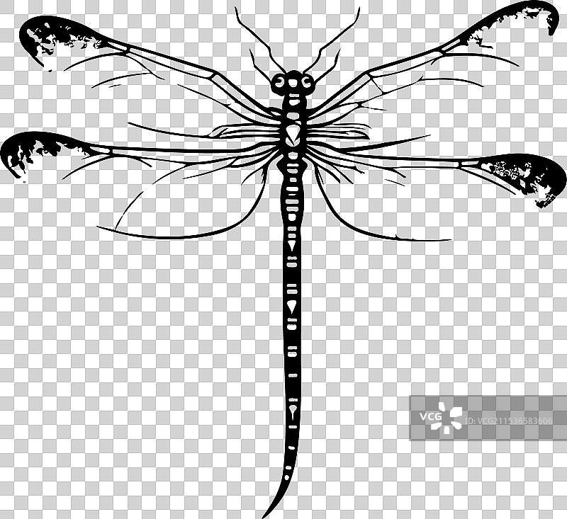 手绘黑色蜻蜓图标飞翔图片素材