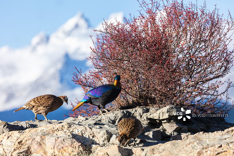 西藏山南卡久寺的棕尾虹雉的雄鸟雌鸟同框图片素材
