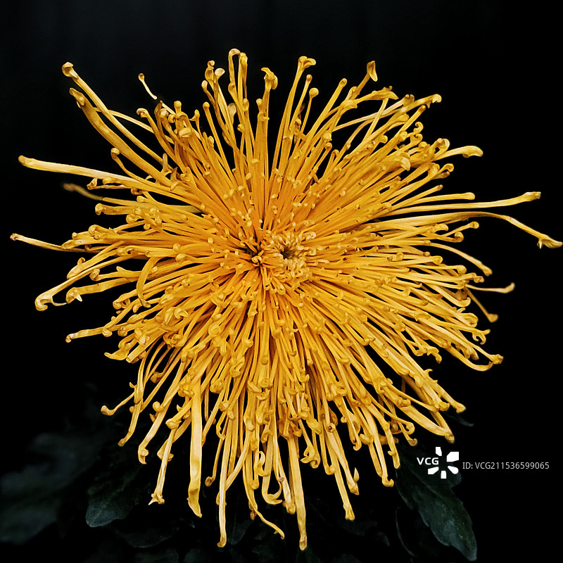 金丝秋舞图片素材