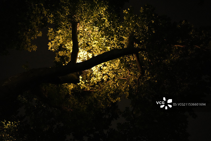 夜间树木的低角度视图图片素材