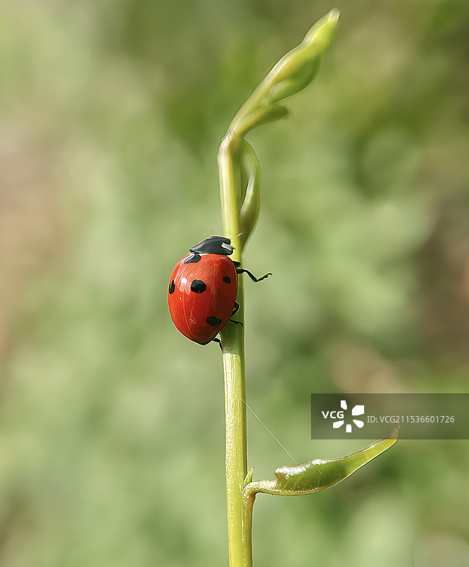 晒太阳图片素材