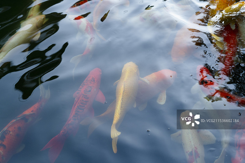 广东省东莞市可园博物馆可湖里游泳的鲤鱼图片素材