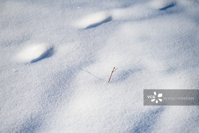 冬季雪地上的植物特写镜头图片素材