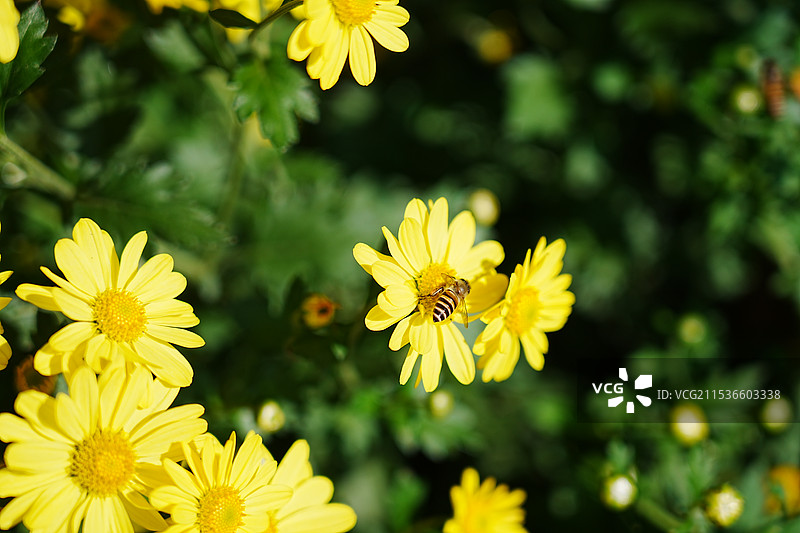 阳光下的菊花图片素材