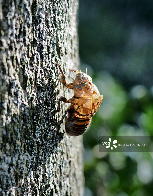 蝉壳图片素材