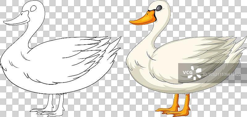 一只鸭子上色前后的对比图片素材