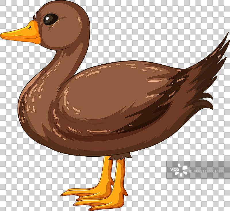 可爱的棕色鸭子站立的图形图片素材