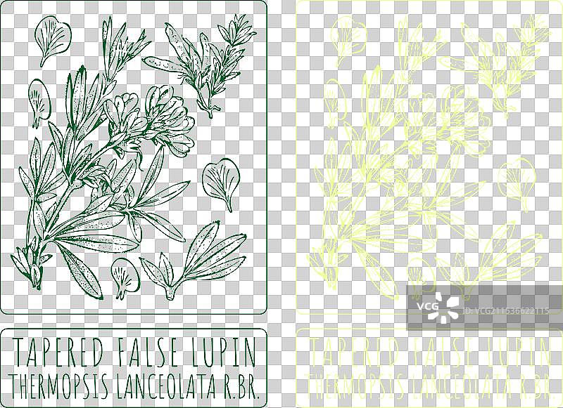 手绘的锥形假狼毒花图画图片素材