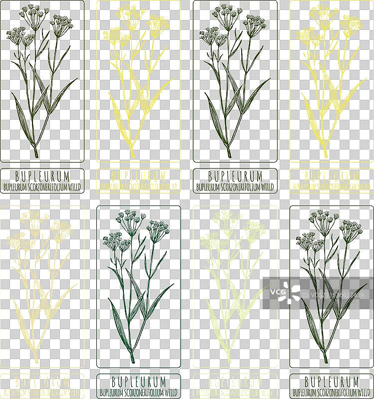 各种颜色的手绘白芷图集图片素材