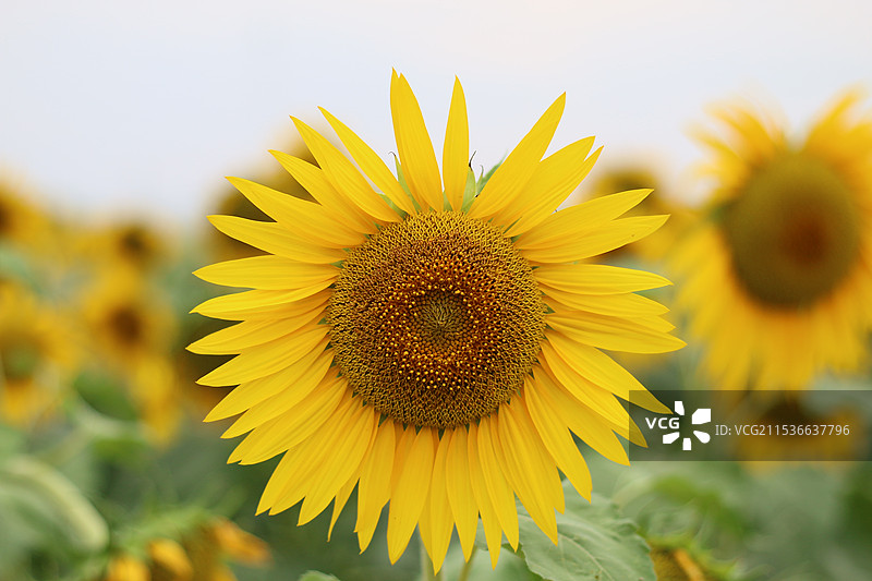 黄色向日葵的特写镜头图片素材