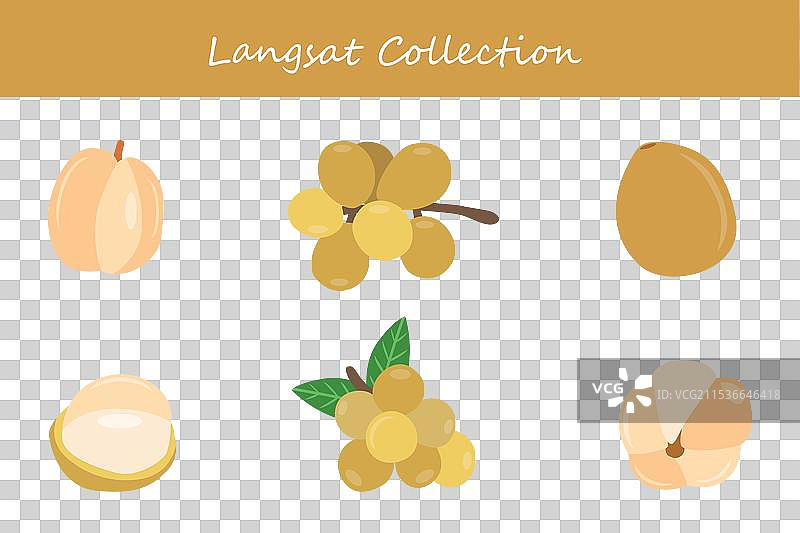 不同姿势的龙眼收集图片素材