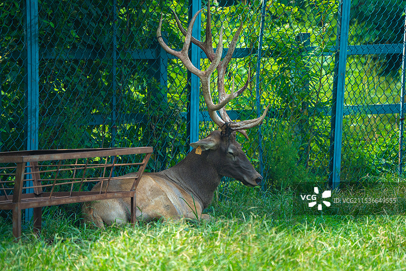 鹿坐在草地上的侧视图图片素材