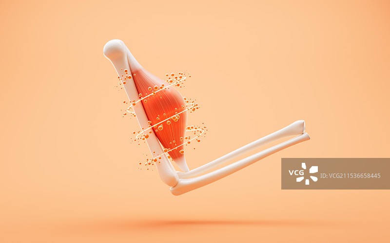 肌肉结构生物医学插画三维渲染图片素材