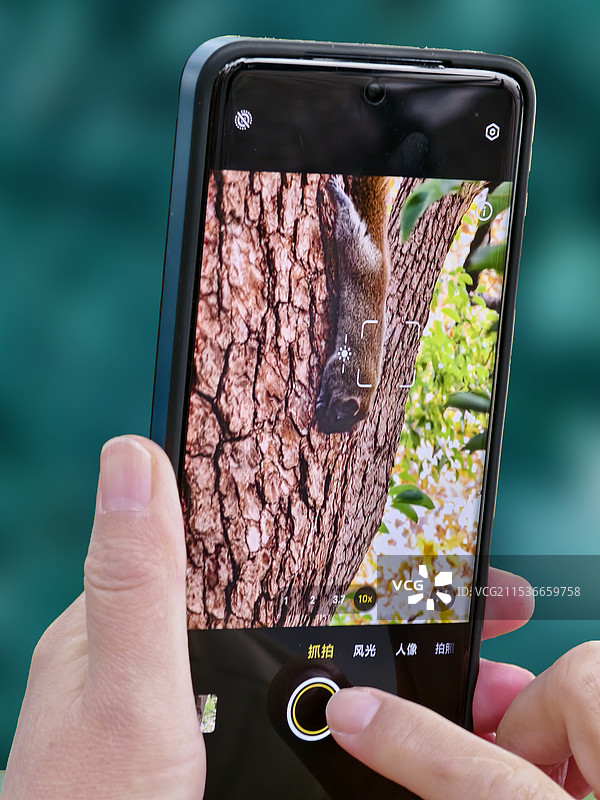 拍松鼠图片素材